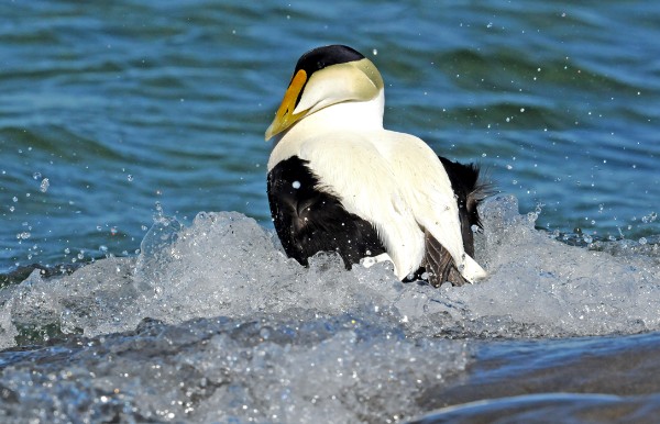 Churchill on the Hudson Bay