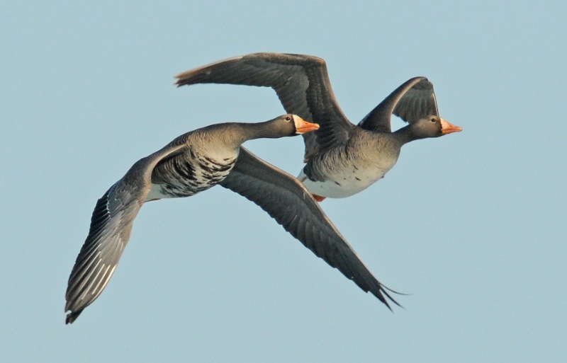 Awesome Arctic Birds