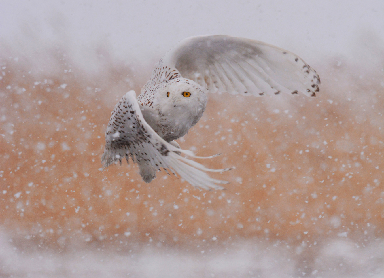 Snowy Owl Adventure