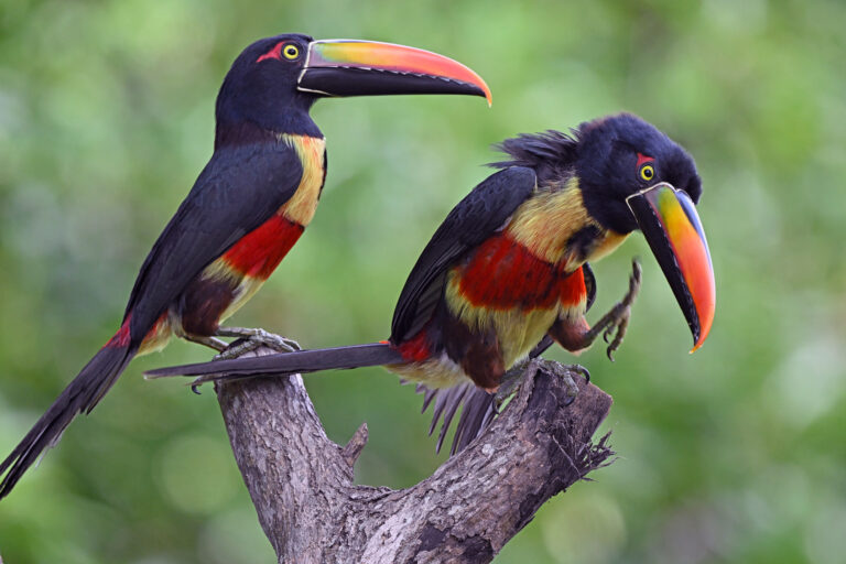 Canvassing Costa Rica. October 2025